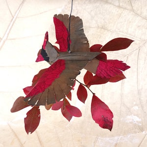 Lady Cardinal