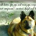 pet remembrance gifts pet remembrance gifts