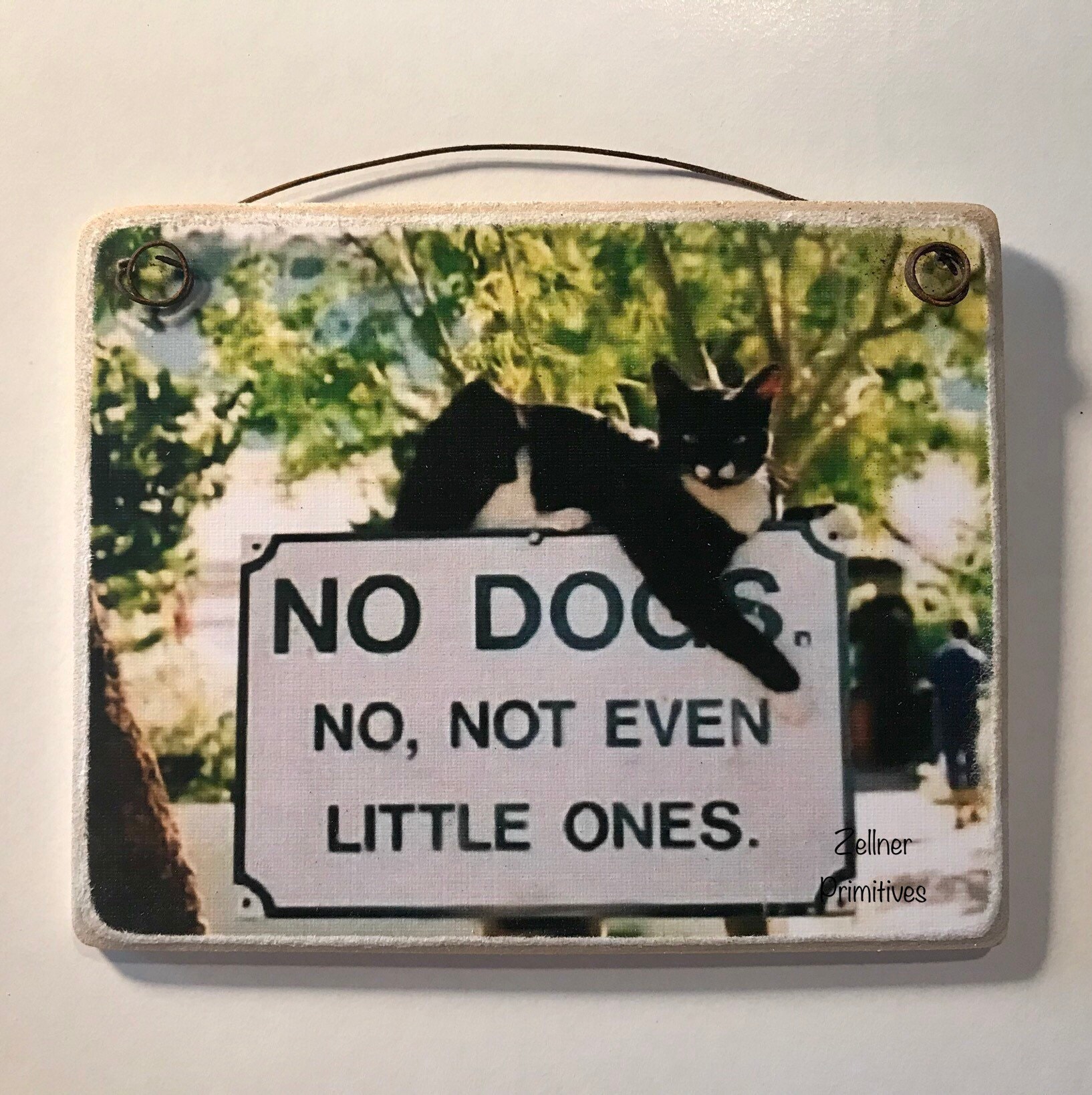 No Dogs Allowed Plaque Humorous Cat Photo Art, 4x5"