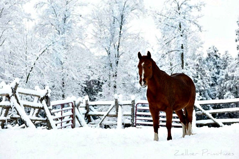 Snow Beauty / Picture Plaque / 8x10 / Still Life Photograph Adhered To Wood Or Print To Frame Yourself / Made In America image 1