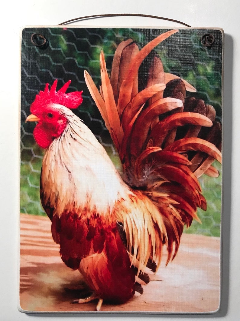 May include: A rectangular wooden sign featuring a colorful rooster illustration. The rooster has red, white, and brown feathers, a red comb, and a yellow beak. A brown wire is attached for hanging. The background shows a wire fence and greenery.
