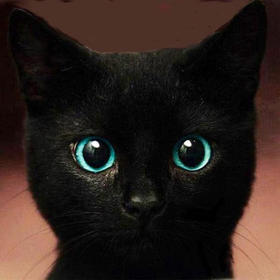 Black Cat With Beautiful Blue Eyes / Art Adhered to Wood or Etsy
