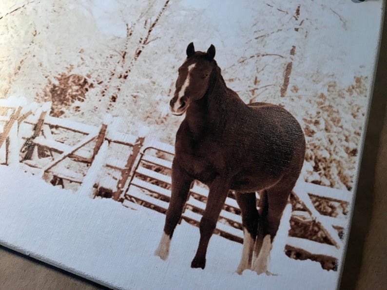 Snow Beauty / Picture Plaque / 8x10 / Still Life Photograph Adhered To Wood Or Print To Frame Yourself / Made In America image 5