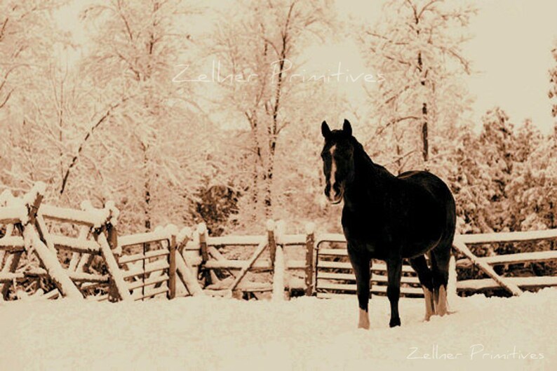 Snow Beauty / Picture Plaque / 8x10 / Still Life Photograph Adhered To Wood Or Print To Frame Yourself / Made In America image 2