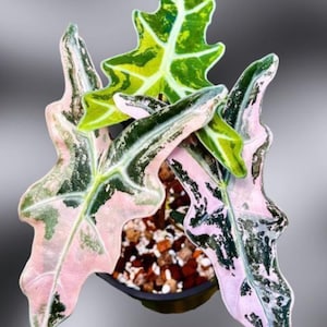 Alocasia serendipity variegated - Etsy 日本