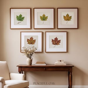 May include: Five square framed prints featuring individual maple leaves in varying seasonal colours from green to yellow, orange, and red. The prints are displayed in wooden frames with white matting, arranged above a wooden console table.