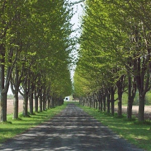 May include: A long, straight gravel path lined on both sides by two symmetrical rows of tall, mature deciduous trees with dense green foliage. The path stretches into the distance, flanked by grassy verges and open, tilled brown agricultural fields.