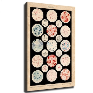 May include: A rectangular wall art print featuring a black background with numerous circular microscope views of bacteria in red and blue tones. The top centre text reads Bakterien, with additional text at the bottom in a beige border.
