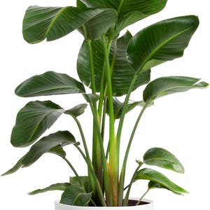 May include: A Strelitzia nicolai plant with large, dark green, paddle-shaped leaves growing from a central stem. The plant is housed in a white, cylindrical pot featuring horizontal ribbed detailing and a light-colored wooden base.