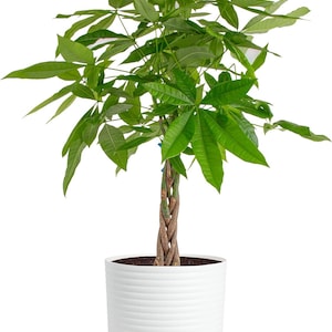 May include: A money tree plant with a braided brown trunk and vibrant green palm-like leaves. The plant is potted in a white cylindrical container with horizontal ridges and a light beige base, featuring a small circular power button on the front.