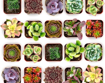 32 Pack Colorful Live Succulents, Assorted Plants in 2-Inch Pots, Easy Care Home Decor