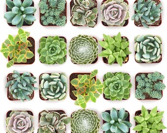 40 plantas suculentas mixtas vivas, surtido colorido, macetas de 5 cm, decoración del hogar, recuerdos de boda.