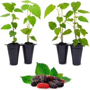 Moreras enanas de producción continua, paquete de 4 árboles frutales orgánicos, fáciles de cultivar en el jardín.