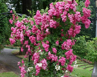 Super Dorothy Rambling Rose, Pink Repeat Blooms, Lightly Fragrant Climber (Zones 5-10)