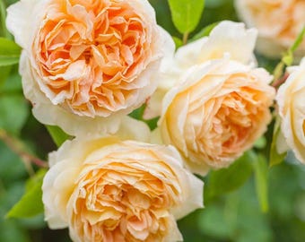 Bathsheba English Climbing Rose Bush, Apricot Yellow Blooms, Own Root Heirloom Plant