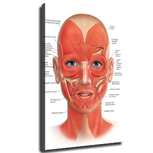 Human Facial Muscles Anatomy Poster Chart Medical Education Wall Art Canvas Print Botox Injection Reference Guide For Clinic Salon