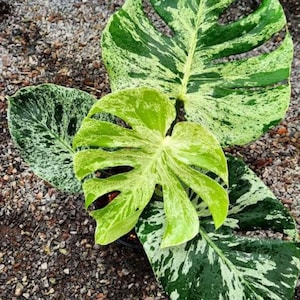 Monstera Bulbasaur Variegated Rare Plant Rooted Node Cutting Indoor Outdoor Gardening