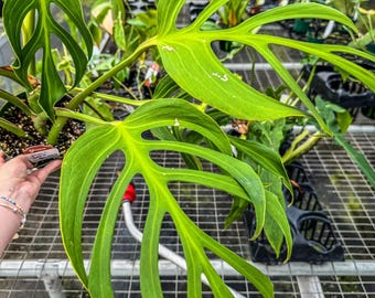 Monstera ‘Burle Marx Flame’ – Rare Aroid Plant | Collectors Variegated Houseplant | Premium Tropical Indoor Plant
