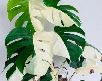 半月型のモンステラ（斑入り）｜希少なサトイモ科植物｜白と緑の裂け目のある葉｜コレクター向けの観葉植物｜独特な白い扇形の葉