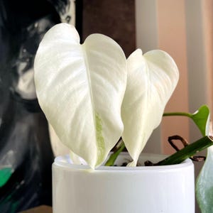 Full Moon Monstera | Rare Variegated Monstera | White Sectoral Leaf | Collector Aroid Plant| Rare Houseplant| Live Houseplant