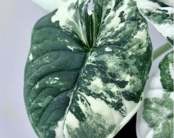 Rare Alocasia Dragon Scale Albo – Variegated Aroid – Indoor Tropical Houseplant -Planting Corms Indoor Outdoor Gardening