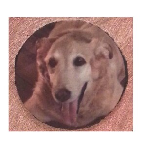 May include: A close-up of a light brown dog with its tongue sticking out. The dog is looking directly at the camera.
