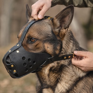 May include: A black leather dog muzzle featuring a series of circular ventilation holes, brass rivets, and adjustable straps with brass buckles. The muzzle is fitted over the snout of a German Shepherd dog, covering the nose and mouth area securely.