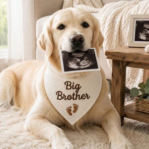 Könnte beinhalten: Ein Golden Retriever Hund trägt ein cremefarbenes, dreieckiges Haustier-Halstuch mit dem braun gestickten Text Big Brother und zwei kleinen braunen Fußabdrücken. Der Hund hält ein schwarz-weißes Ultraschallbild in seinem Maul.