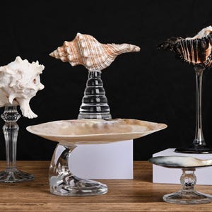 May include: A collection of five decorative seashell displays featuring various natural shells mounted on clear glass pedestals and stands. The arrangement includes three upright shells and two shallow, bowl-like shell dishes on glass bases.