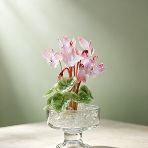 May include: A glass cyclamen plant with delicate light pink and white petals, deep red stems, and variegated green leaves. The plant is potted in a clear glass pedestal bowl filled with small, translucent, decorative glass pebbles.