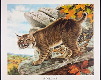 Don Whitlatch Bobcat Signed Limited Edition Print 923/1500 1975 Ohio University Wildlife Art COA Vintage 24x27