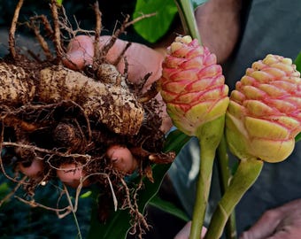 Rizoma de jengibre para champú / Raíz de Zingiber zerumbet, planta ornamental de jardín.