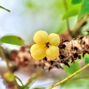 Könnte beinhalten: Eine Ansammlung von vier kleinen, blassgelben Sternstachelbeeren an einem strukturierten, holzigen Zweig. Die Früchte haben eine glatte, segmentierte Oberfläche mit sichtbaren Rippen. Der Zweig weist kleine, dunkelbraune Knospen auf.
