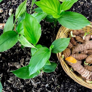 Puede incluir: Una cesta de mimbre tejida llena de rizomas de cúrcuma marrones cosechados, algunos mostrando interiores de color naranja brillante, colocada junto a plantas de cúrcuma verdes que crecen en tierra oscura. Los rizomas tienen pequeños brotes verdes.