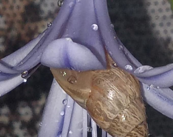 Macro Floral Art