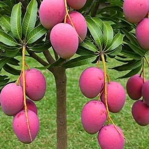 Semillas de mango Miyazaki / Rara planta de jardín de árbol frutal tropical japonés