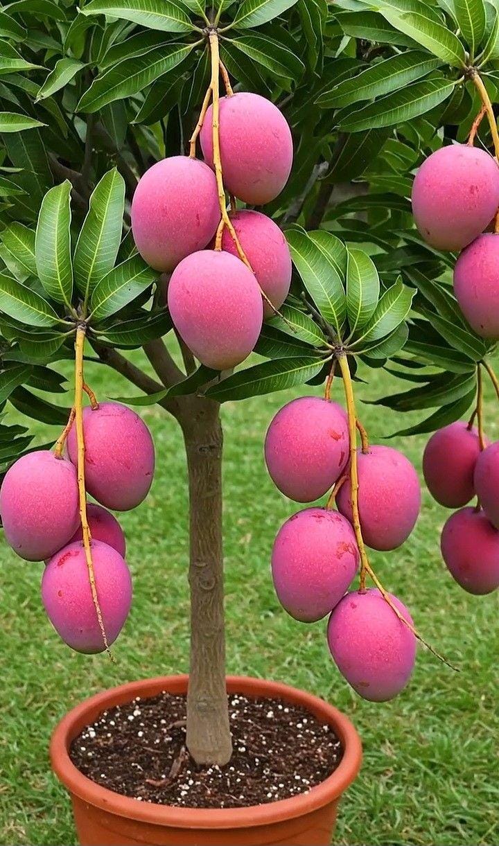 Miyazaki mango seeds - Etsy 日本