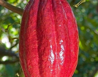 Semillas raras de cacao rojo / Cultivar árbol de chocolate / Vaina fresca de Theobroma tropical