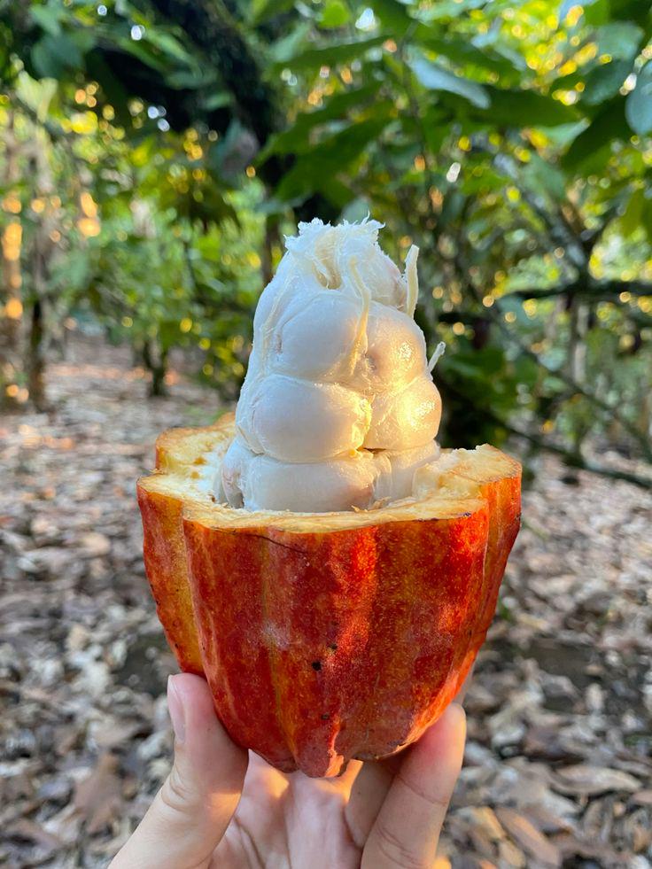 Cacao seeds - Etsy 日本