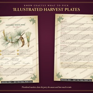 Aromatherapy Book | Homemade Herbal Salves, Oils, Candles and Hydrosols | Foraging Guide for Canada & Northern US | Grimoire PDF image 3
