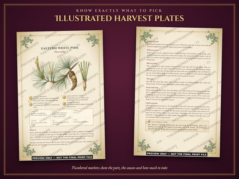 Aromatherapy Book | Homemade Herbal Salves, Oils, Candles and Hydrosols | Foraging Guide for Canada & Northern US | Grimoire PDF image 3