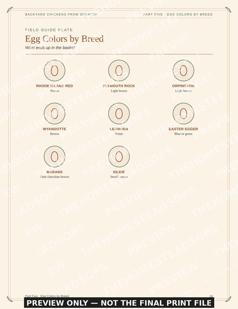 Backyard Chicken Keeping Guide for Beginners | Raising Chickens Ebook | Printable PDF image 4