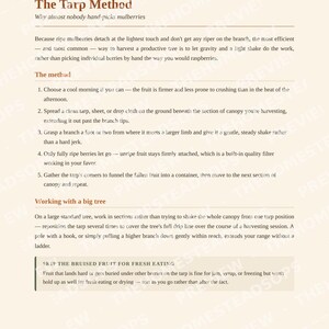 Mulberry Growing Guide | How to Grow, Harvest & Preserve Mulberries | Recipes Included | Printable PDF Ebook image 4