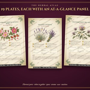 Aromatherapy Book | Homemade Herbal Salves, Oils, Candles and Hydrosols | Foraging Guide for Canada & Northern US | Grimoire PDF image 4