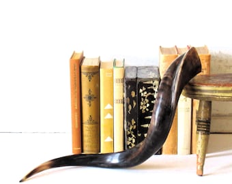 Vintage gepolijste hoorn, natuurlijke taxidermie, boekenplankdecor.