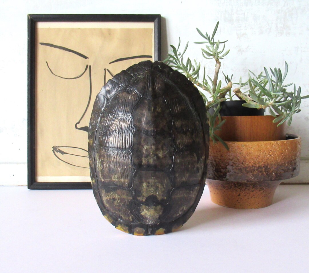 Vintage Turtle Shell, Small Red-eared Slider Shell, Taxidermy Decor ...