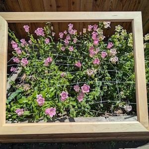 以下が含まれることがあります： ピンク色のベル型の花と緑の葉で満たされた花壇の上に配置された、明るい色の長方形の木製フレーム。フレームの開いた中央エリアには、白いプラスチック製のトレリスネットが植物全体に張られています。