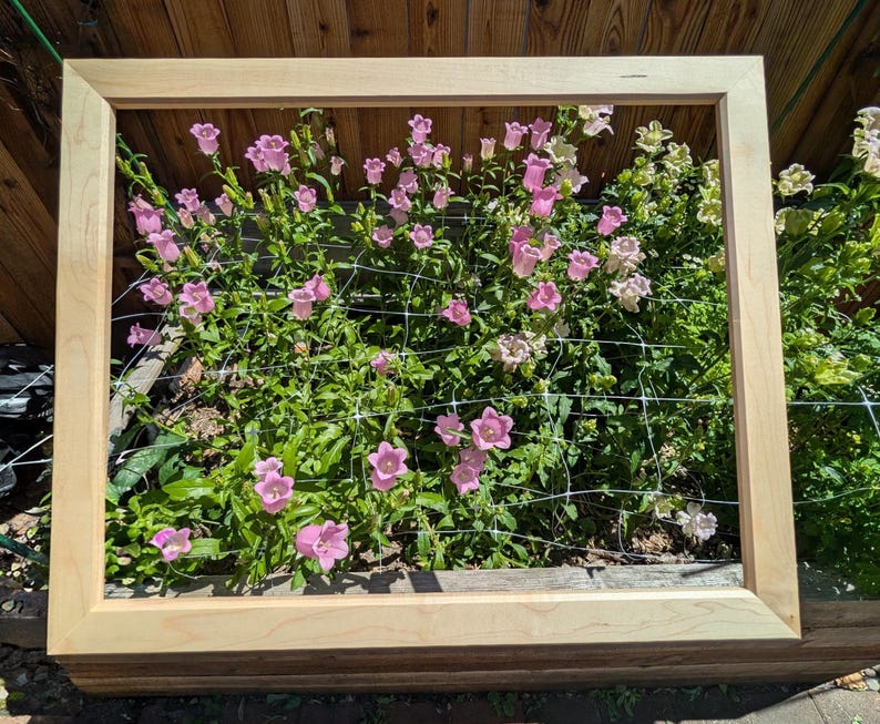 以下が含まれることがあります： ピンク色のベル型の花と緑の葉で満たされた花壇の上に配置された、明るい色の長方形の木製フレーム。フレームの開いた中央エリアには、白いプラスチック製のトレリスネットが植物全体に張られています。