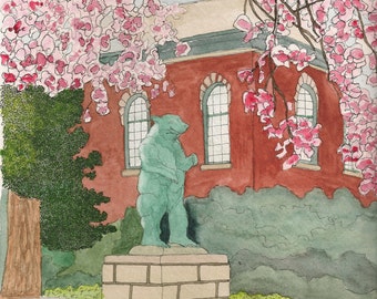 The Brown University Bear