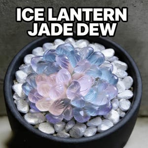 May include: A succulent plant with translucent, rounded leaves in shades of blue, purple, and pink, arranged in a rosette pattern. The plant is potted in a black container filled with white pebbles. The text ICE LANTERN JADE DEW is visible.